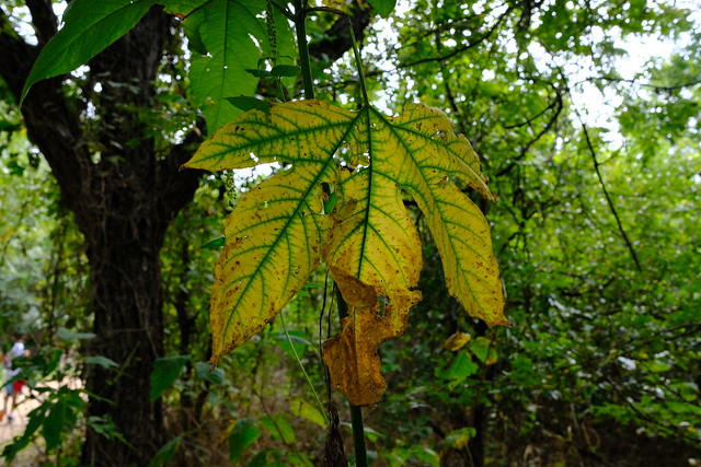 Yellowing Leaf