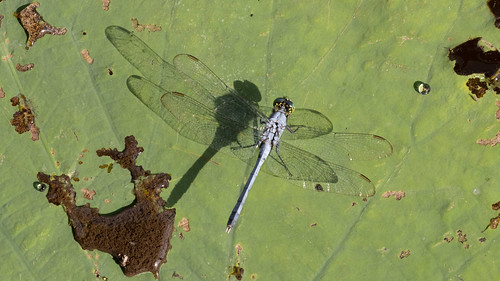 leaf erythemissimplicicollis shadow male dragonfly cullinanpark droplet easternpondhawk outside