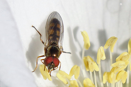 melanostomamellinum hoverfly leasowegunsite