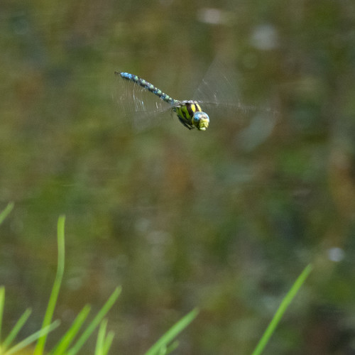 Southern hawker dragonfly, flying