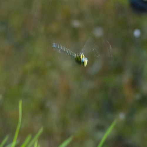 Southern hawker dragonfly, flying