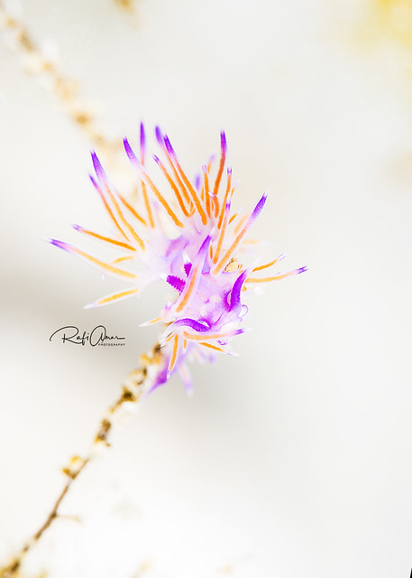 Mediterranean Violet Aeolid - Flabellina affinis