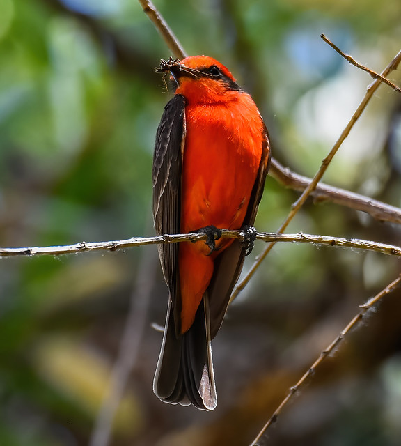 The Vermilion Flycatcher (Pyrocephalus rubinus) with Meal (revisited)
