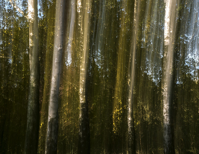Birken / Birch trees
