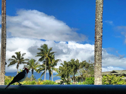 viewpoint sky clouds ocean balcony veranda nature paradise palmtrees usa birdwatching view kauai hawaii bird