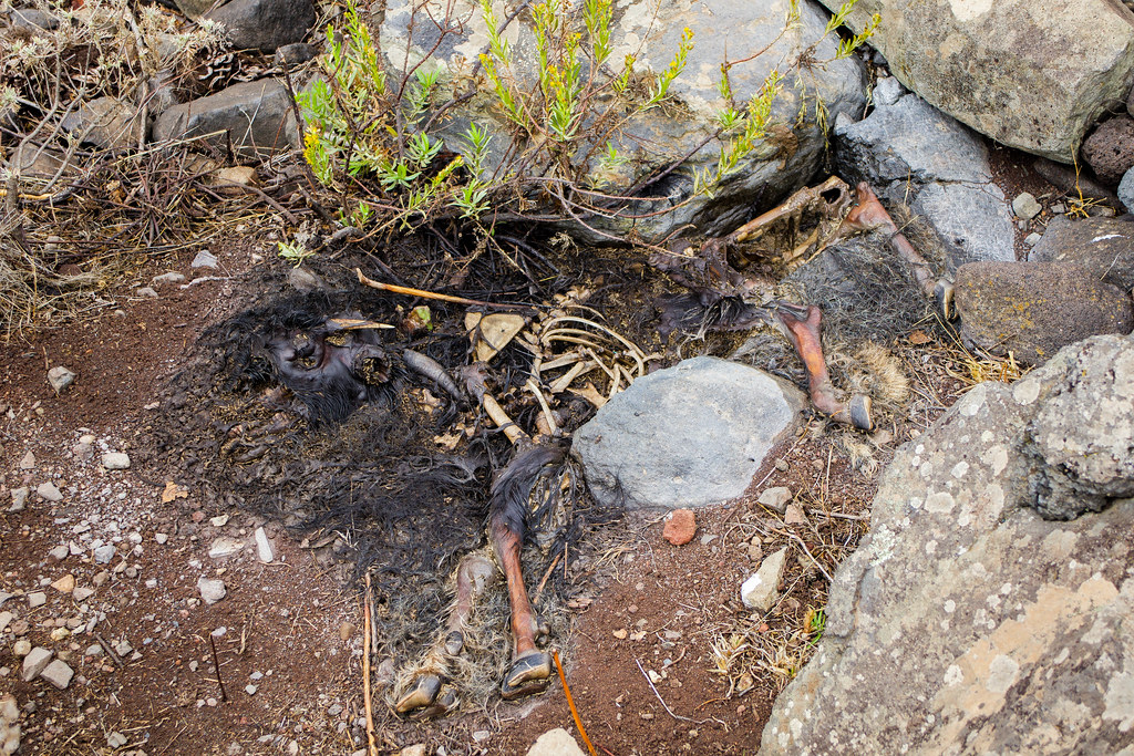 Cabra muerta en el barranco de Antequera en Tenerife