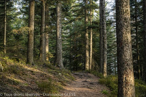 forêt bois sentier forest path nature vosges paysage landscape schneeberg