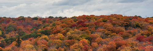 nikon810 trees forest ontario minden autumn landscape colours fall panoramapark