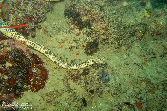 Aipysurus duboisii (Duboid's Sea Snake)