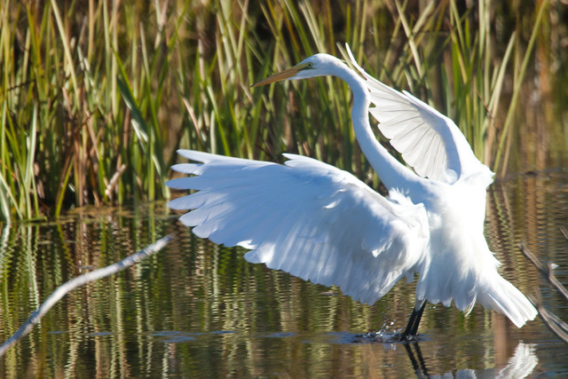 Safe Landing - Great Egret (Ardea alba) at Brookfield Wetlands & Nature Trail, Brookfield Nova Scotia