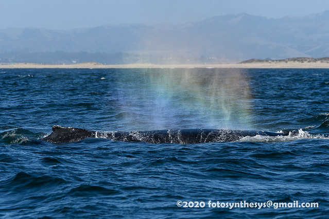 North Pacific Humpback Whale (Megaptera novaeangliae kuzira) DSD_4811