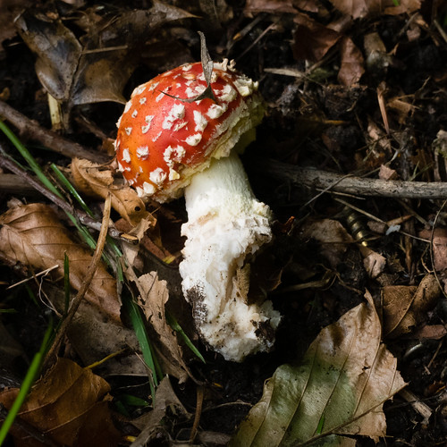 Fly agaric, kicked over