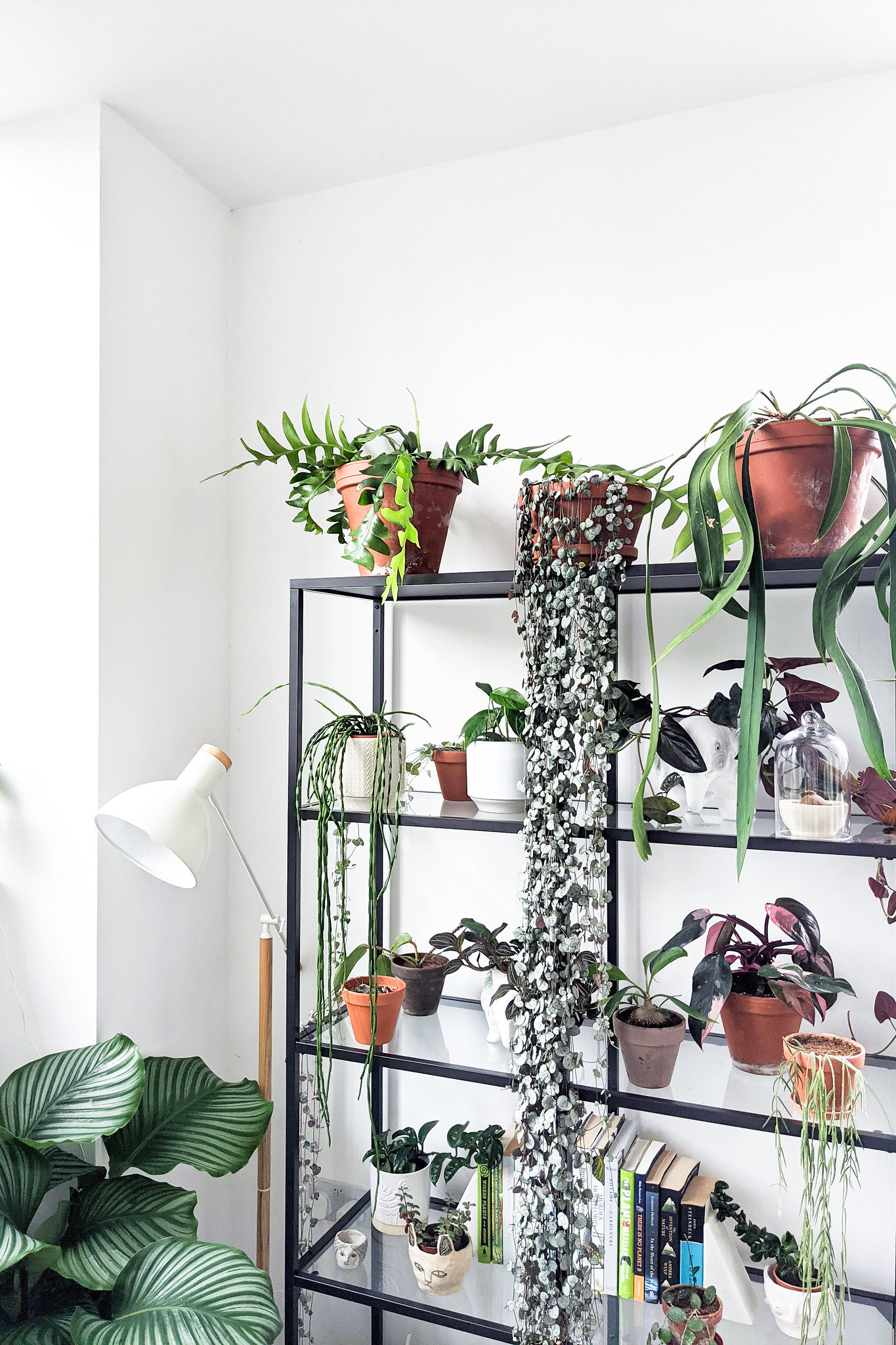 House Plant Care For Autumn and Winter