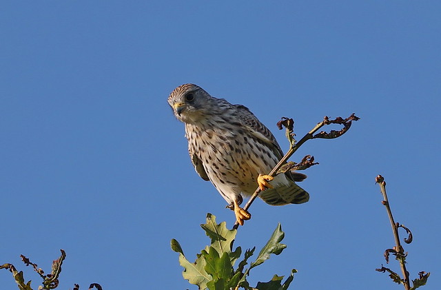 Tårnfalk (Common Kestrel / Falco tinnunculus)