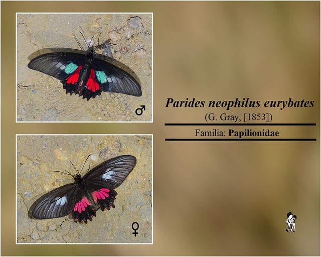 Parides neophilus eurybates  (G.Gray, [1853])