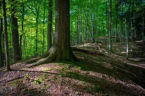 leelanau zeissloxia2821 forest tree woods cedar michigan unitedstates