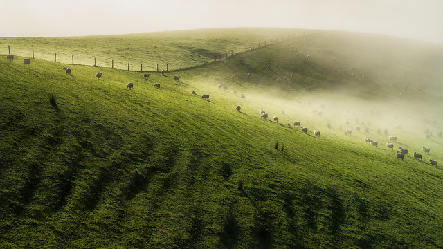 Fog on the pasture