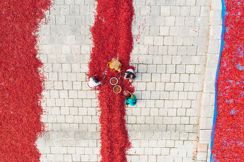 Aerial View of Red Chili Processing in Bangladesh by The Finest Soldier [Passionate Learner], Every year after harvesting red chilis thousands of farmers process their red chilis at the Bank of 