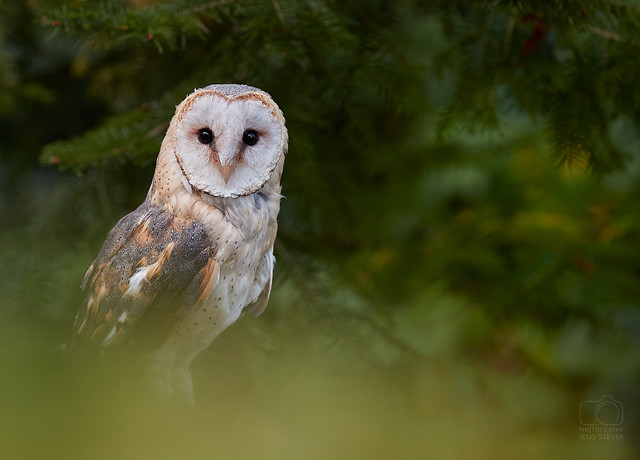 Schleiereule (Tyto alba) - White barn owl  ·  ·  ·  (1DX_2153)