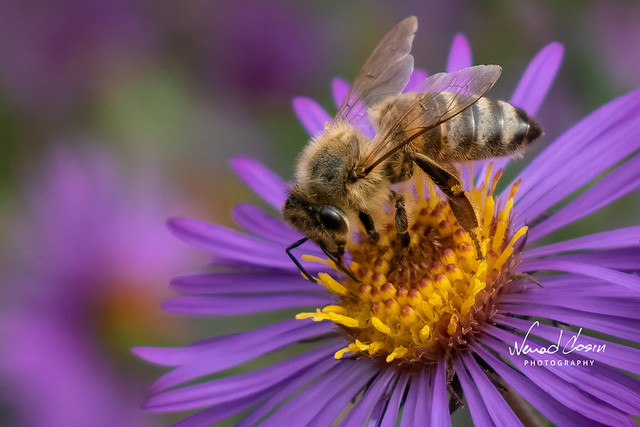 beautiful bee 2