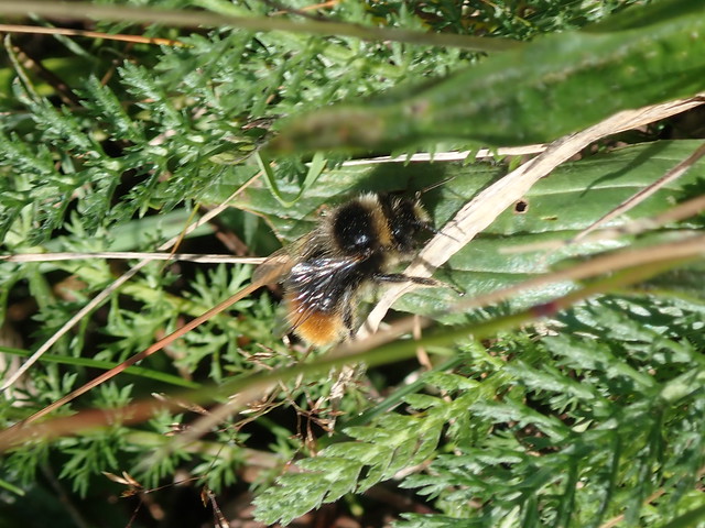 Cleveland Way August 2020 (610) bee