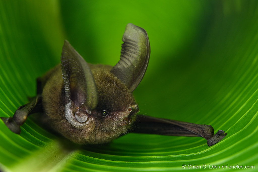 the cutest bat species in the world: A Comprehensive Guide