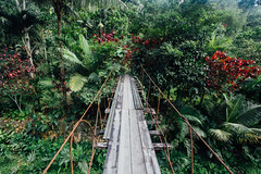 Jungle Suspension Bridge, Noland Hill Jamaica