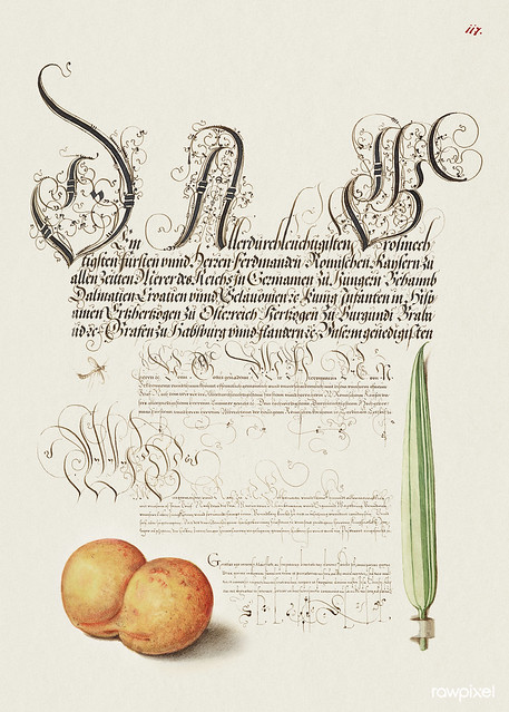 Mayfly, Apricot, and Reed Grass from Mira Calligraphiae Monumenta or The Model Book of Calligraphy (1561–1596) by Georg Bocskay and Joris Hoefnagel. Original from The Getty. Digitally enhanced by rawpixel.