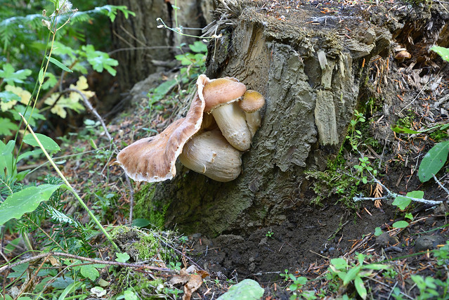 Honey Mushrooms - Armillaria ostoyae
