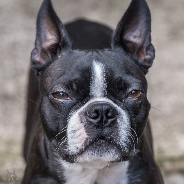 Boston Terrier Pictures and Informations