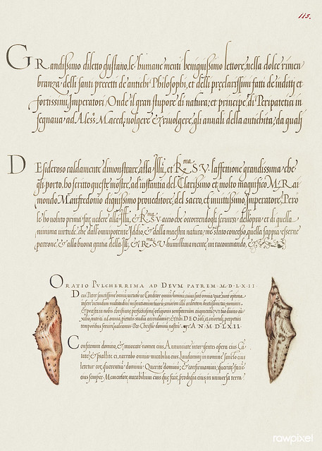 Butterfly Pupae from Mira Calligraphiae Monumenta or The Model Book of Calligraphy (1561–1596) by Georg Bocskay and Joris Hoefnagel. Original from The Getty. Digitally enhanced by rawpixel.