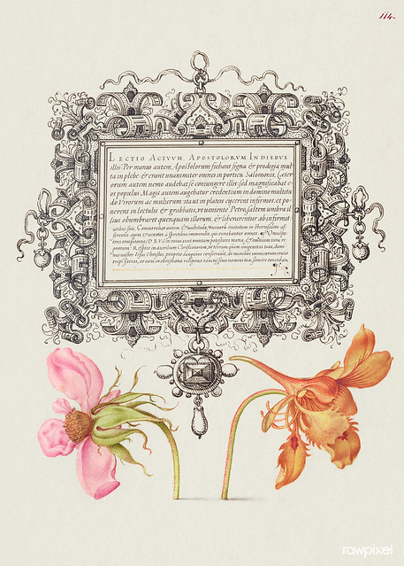 French Rose and Dwarf Nasturtium from Mira Calligraphiae Monumenta or The Model Book of Calligraphy (1561–1596) by Georg Bocskay and Joris Hoefnagel. Original from The Getty. Digitally enhanced by rawpixel.