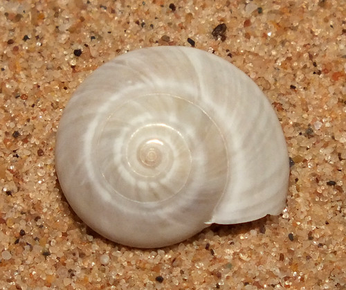 White button snail (Umbonium vestiarium album) | Size approx… | Flickr