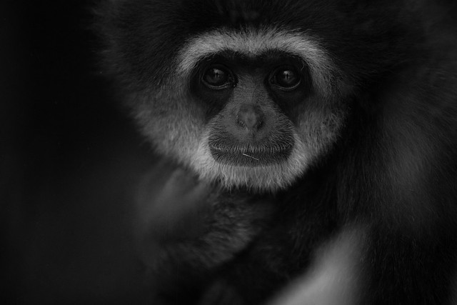 Thoughtful Gibbon