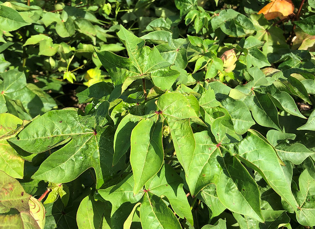 First symptoms of cotton leaf roll dwarf virus include drooping leaves.