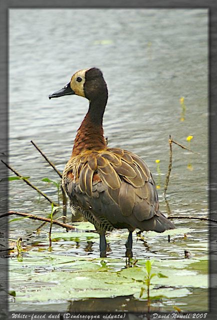 White-faced Whistling duck at the Bonamanz resort, KZH, South Africa.