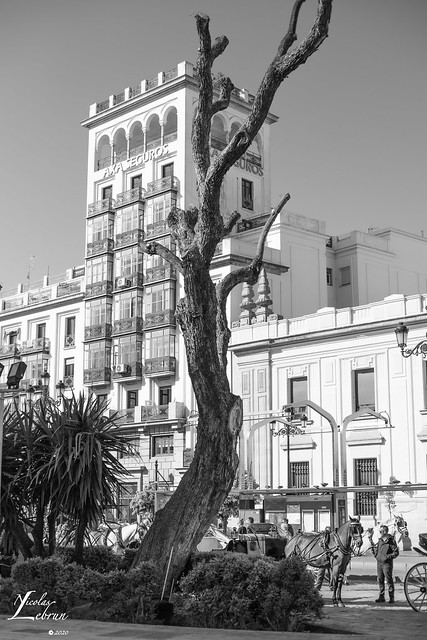 Un arbre dans la ville