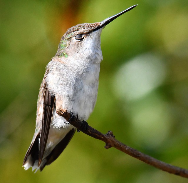 Female Ruby Throated Hummingbird