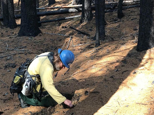 BAER team geologist Bart Wills looking at the duff layer in low severity burn area on the Beach Creek Lionshead Fire areas