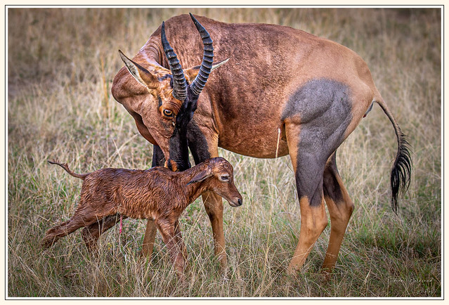 Naissance d'un bébé topi au Masaï Mara