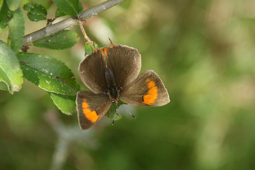 nature butterfly brownhairstreak cranleigh theciabetulae
