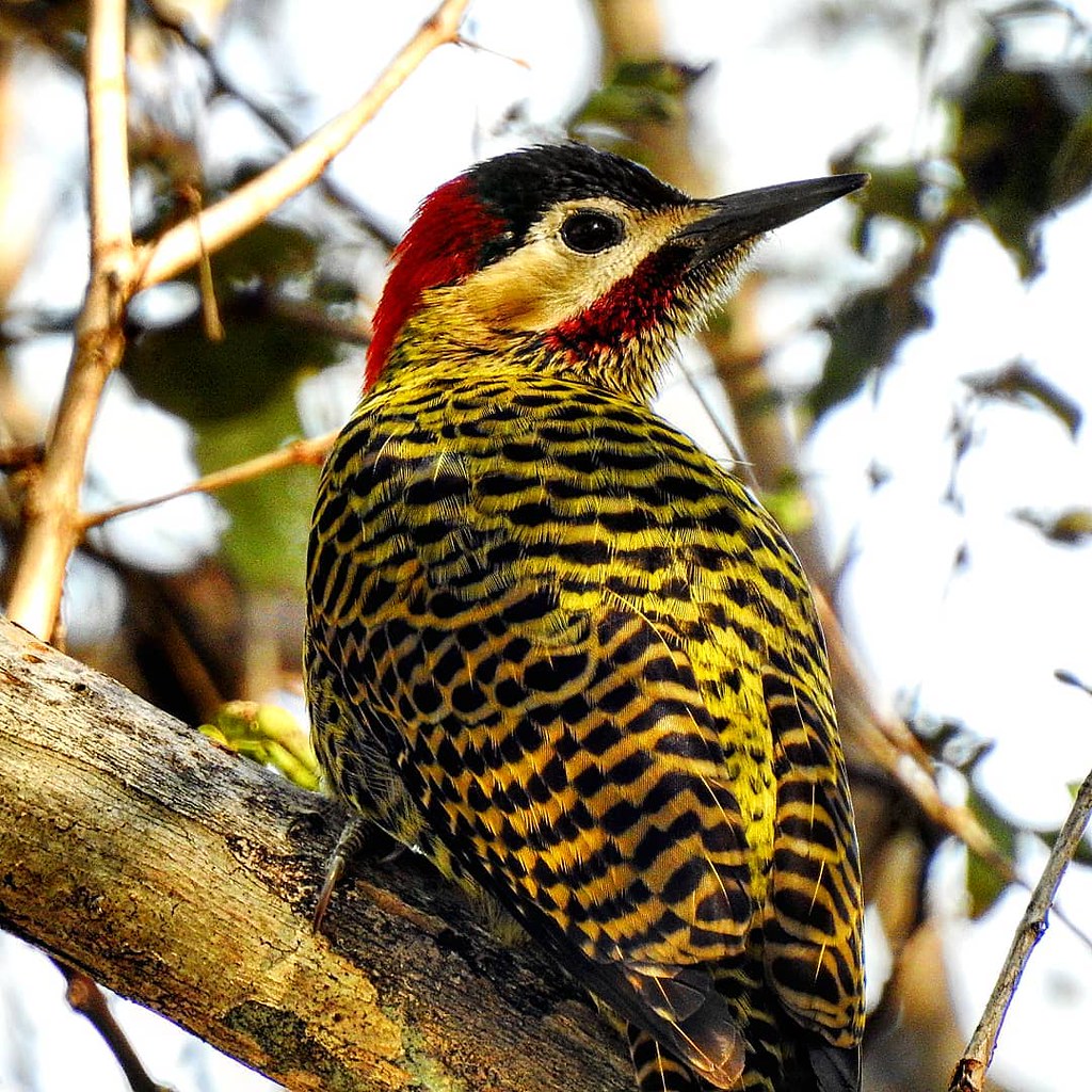 Pica-pau-verde-barrado/ Green-barred Woodpecker