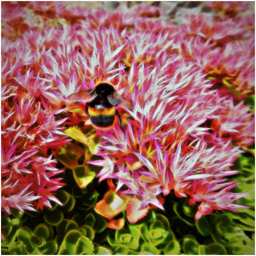colcloughwalledgarden bumblebee insect flora fauna 100flowers2020 nikoncoolpixs9700 pink flowers squareformat hbbbt bug wexford ireland irish beautifulnature sedum bee sedumspurium bokeh whitetailedbumblebee