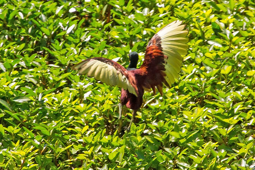 birds tucson arizona jacana