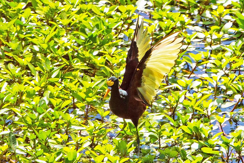 birds tucson arizona jacana