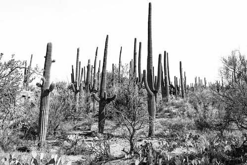 solemn desolate d850 forgotten landscape desert sonorandesert cactus bushes brush serious creepy quiet seguaro scary arizona tucson unitedstates