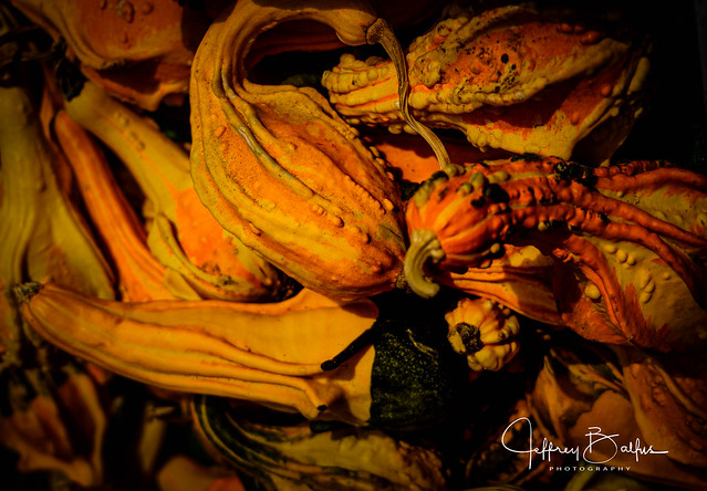 Pumpkin Patch Photos-38738