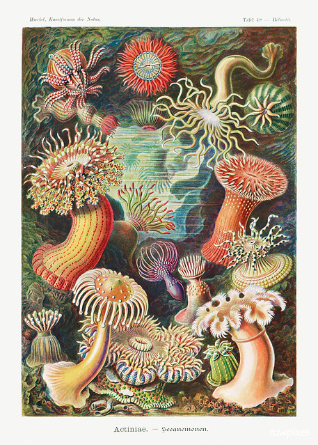 Actiniae–Seeanemonen from Kunstformen der Natur (1904) by Ernst Haeckel. Original from Library of Congress. Digitally enhanced by rawpixel.