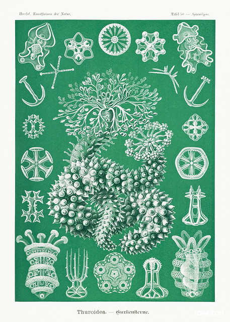 Thuroidea–Gurkensterne from Kunstformen der Natur (1904) by EErnst Haeckel. Original from Library of Congress. Digitally enhanced by rawpixel.