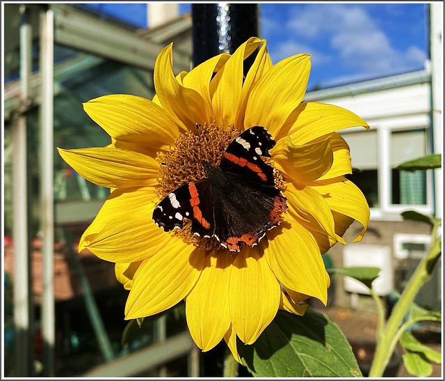 butterfly on the sunflower